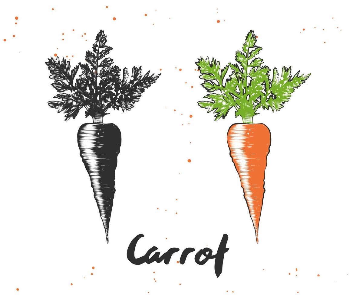 Vector engraved style illustration for posters, decoration and print. Hand drawn sketch of carrot in monochrome and colorful isolated on white background. Detailed vegetarian food drawing.