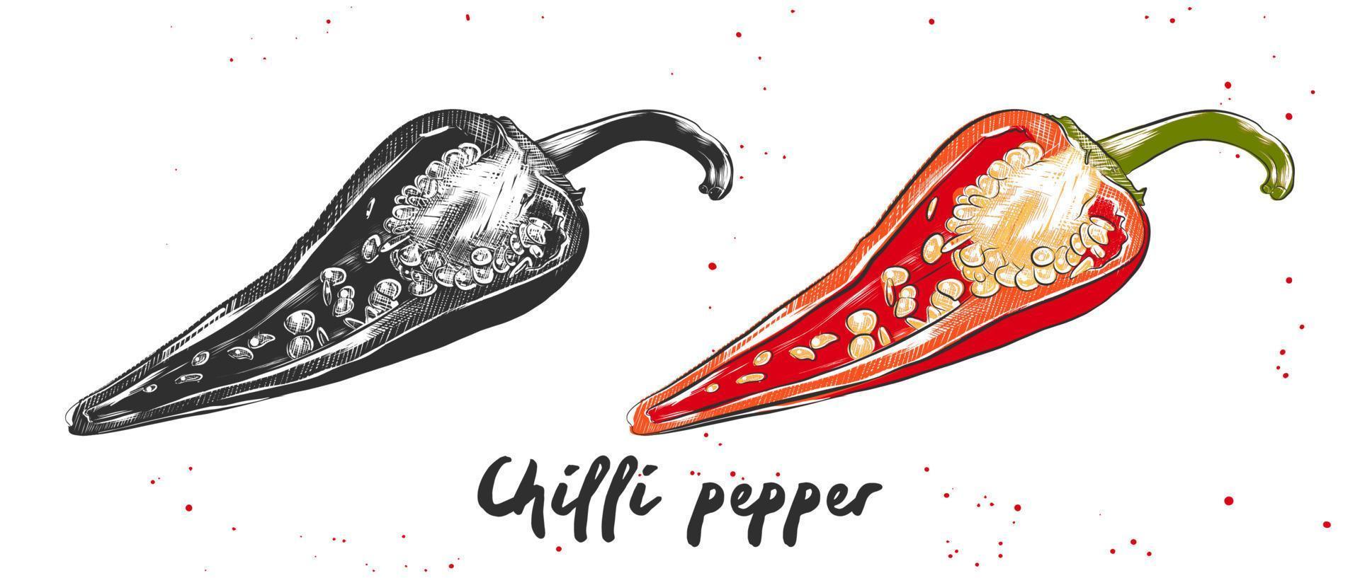 Vector engraved style illustration for posters, decoration and print. Hand drawn sketch of chilli pepper in monochrome and colorful. Detailed vegetarian food drawing.