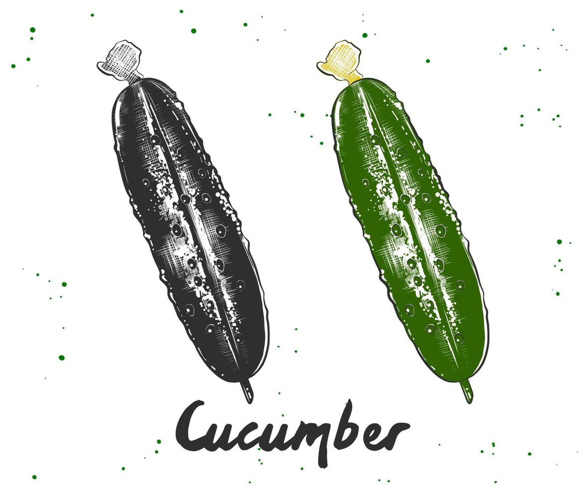 ilustración de estilo grabado vectorial para carteles, decoración e impresión. boceto dibujado a mano de pepino en monocromo y colorido. dibujo detallado de comida vegetariana. vector