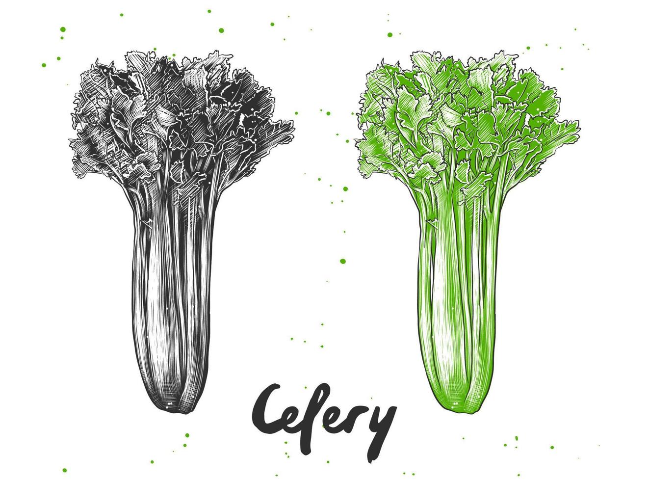 Vector engraved style illustration for posters, decoration and print. Hand drawn sketch of celery in monochrome and colorful. Detailed vegetarian food drawing.