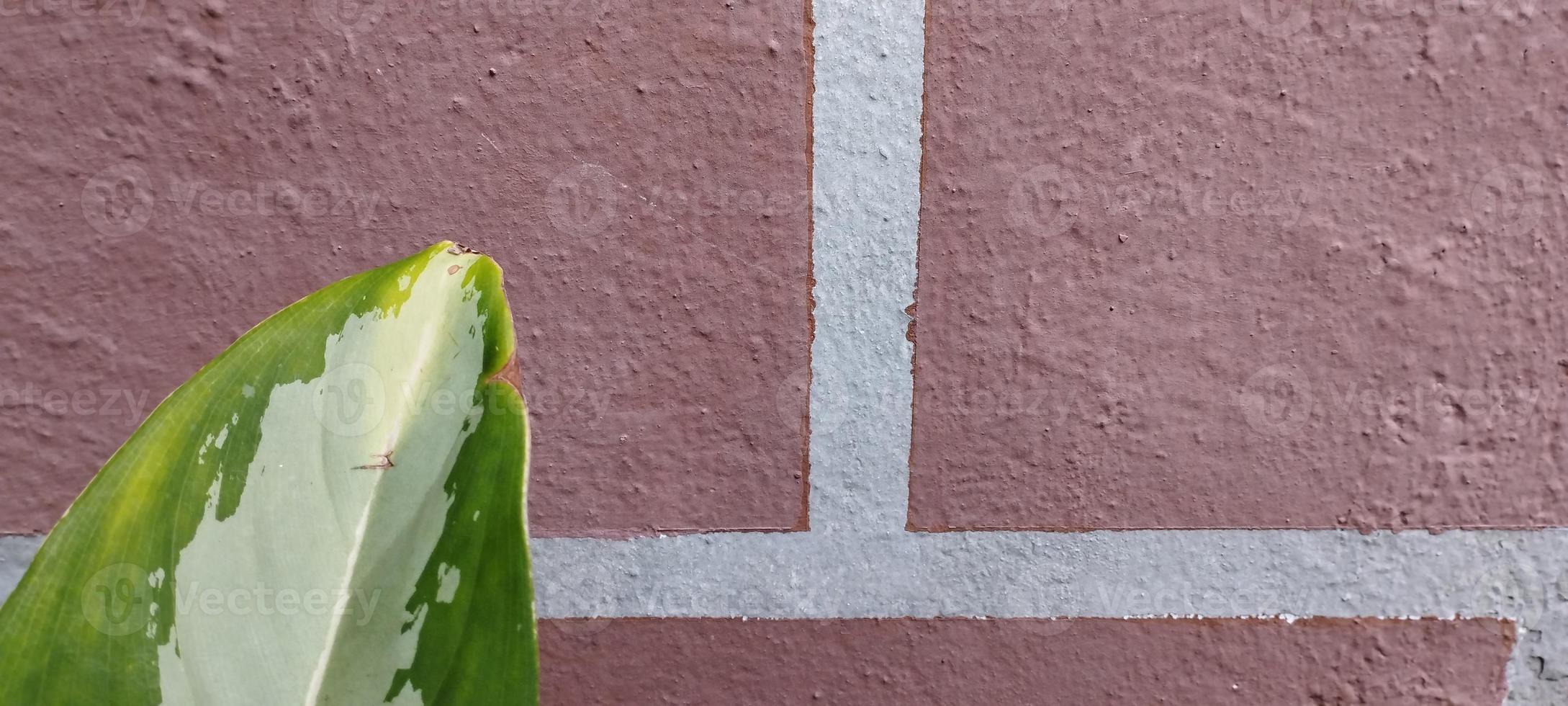 Sri fortune plant is a species of Dieffenbachia native to tropical photo