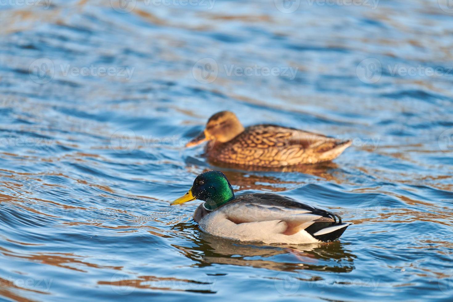 bandada de patos silvestres flotando en el agua foto