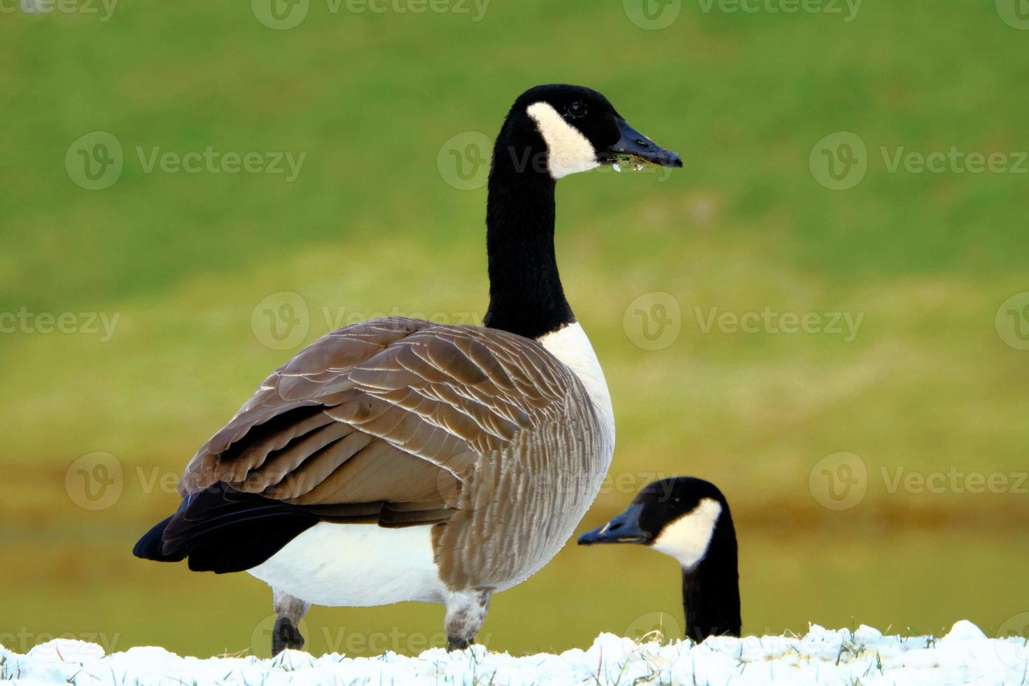 Canada Geese feeding in the snow and keeping watch photo
