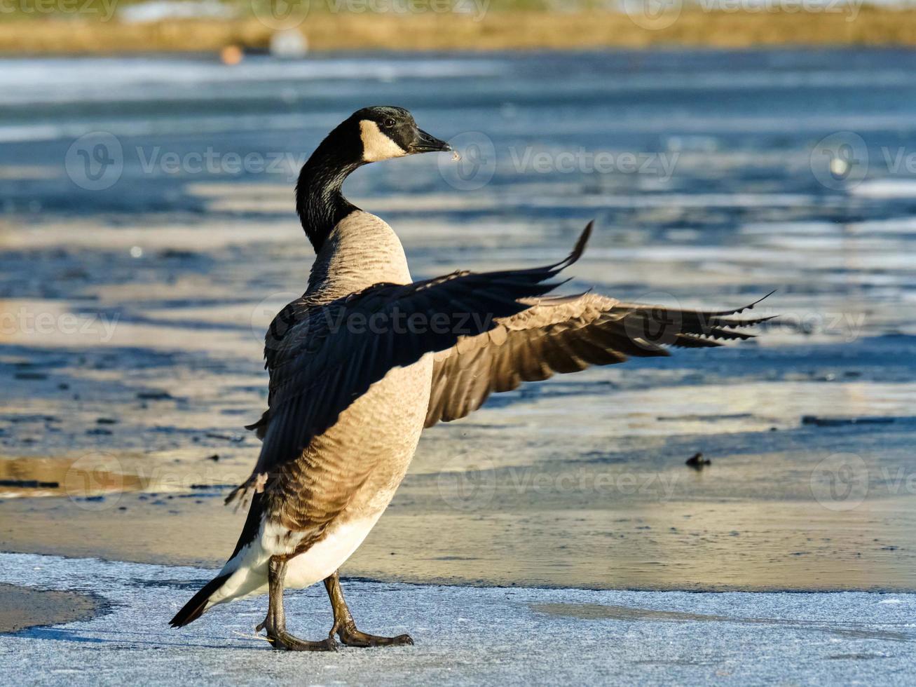 Canada Goose stretches wings forward on icy pond in winter photo