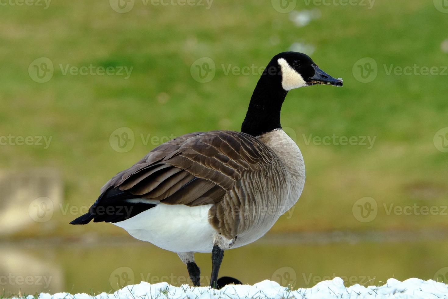 Canada Goose feeding in the snow next to a pond in winter photo