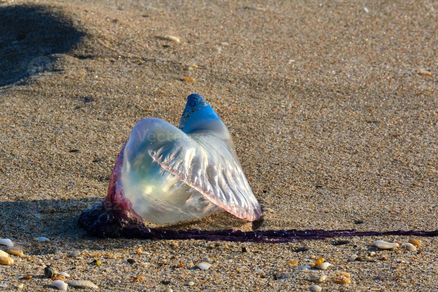 Isolated Portuguese Man o' War at sunrise on Pompano Beach photo