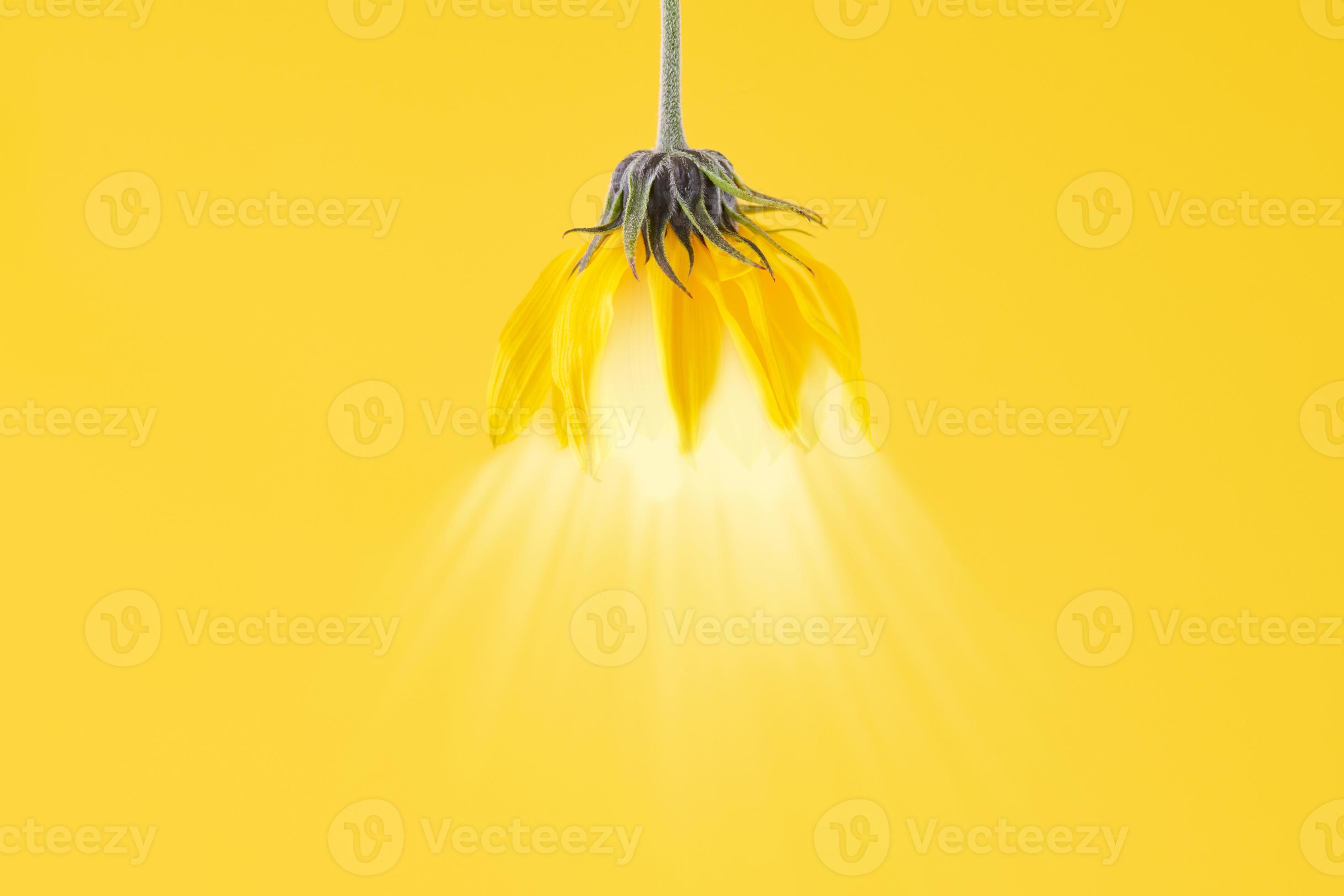 Yellow flower bud of topinambur on yellow background with light