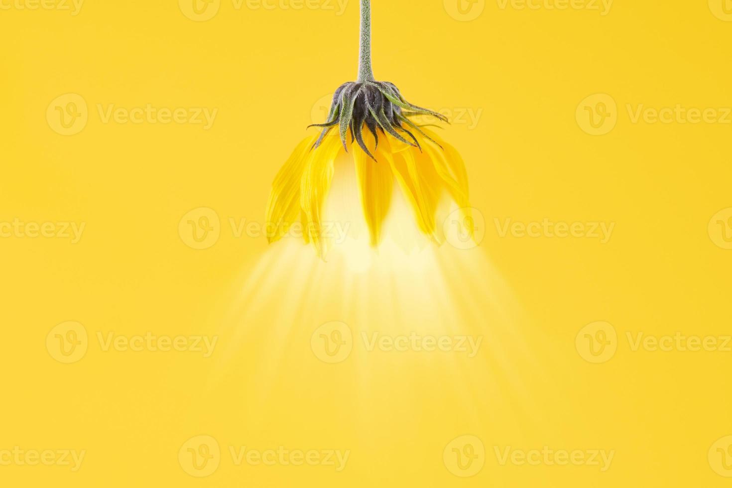 Yellow flower bud of topinambur on yellow background with light, pendant lamp shade design concept photo