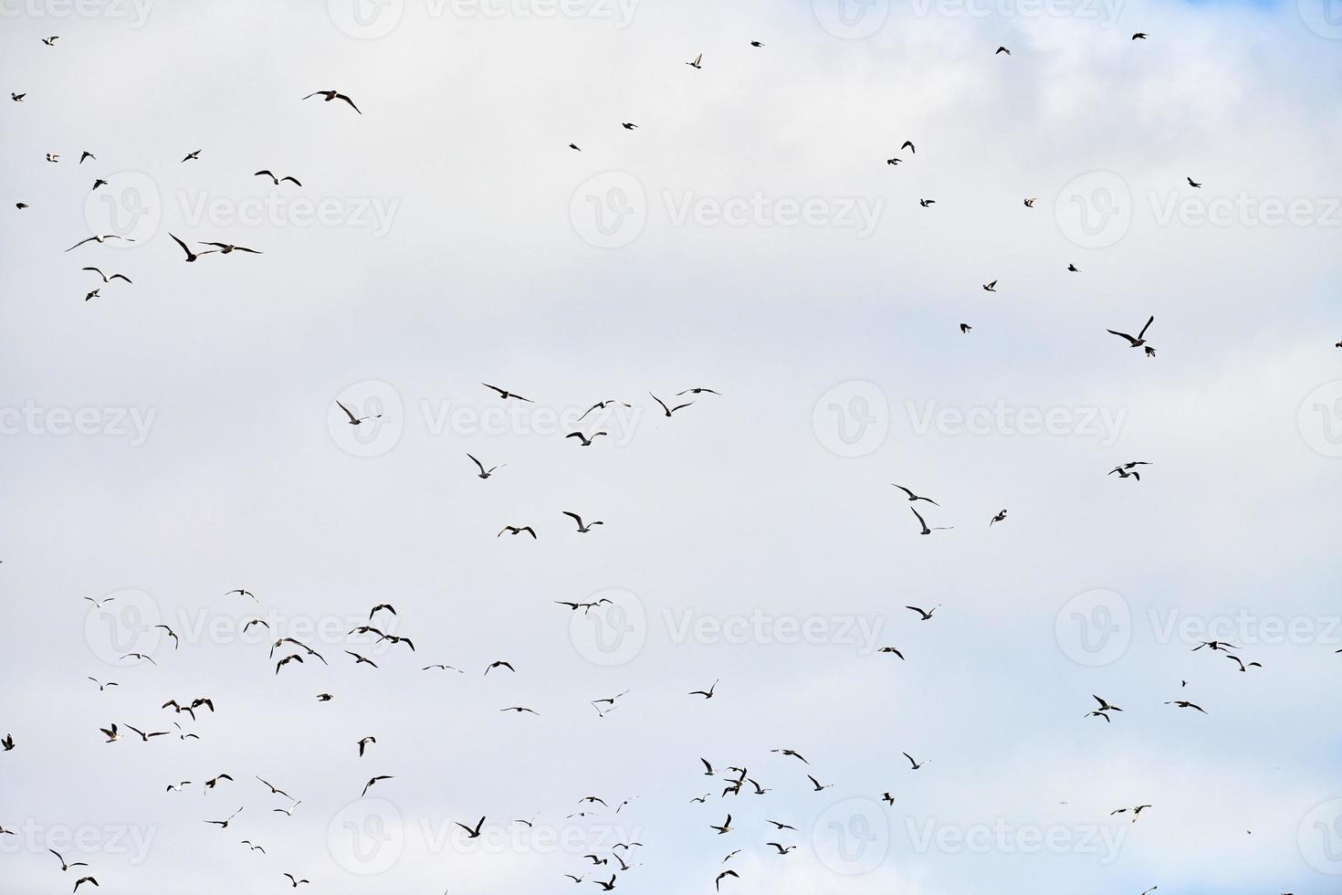 pájaros gaviotas volando en el cielo azul con nubes blancas esponjosas foto