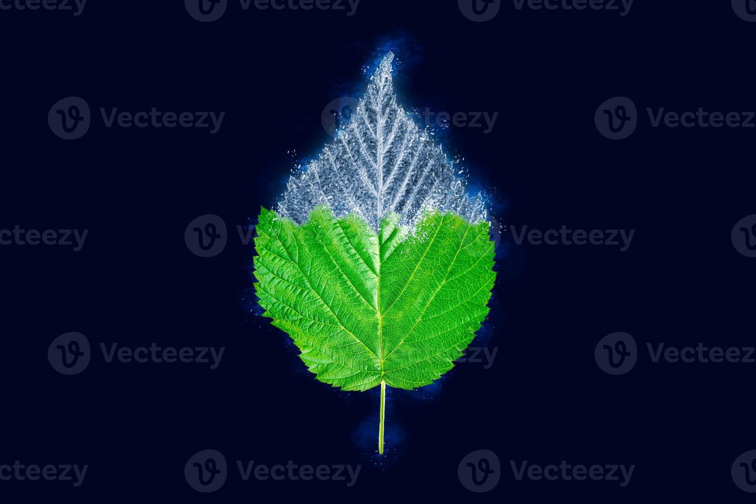 One freezing raspberry tree green leaf on dark blue background, blue ice covered effect on leaf photo