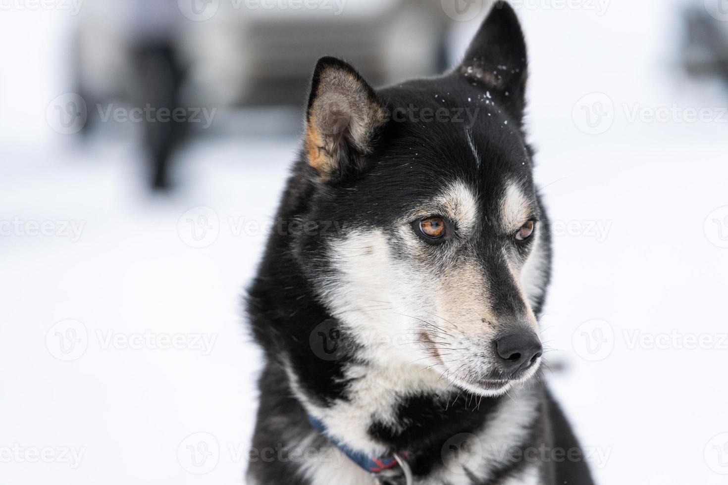 Husky dog portrait, winter snowy background. Funny pet on walking before sled dog training. photo