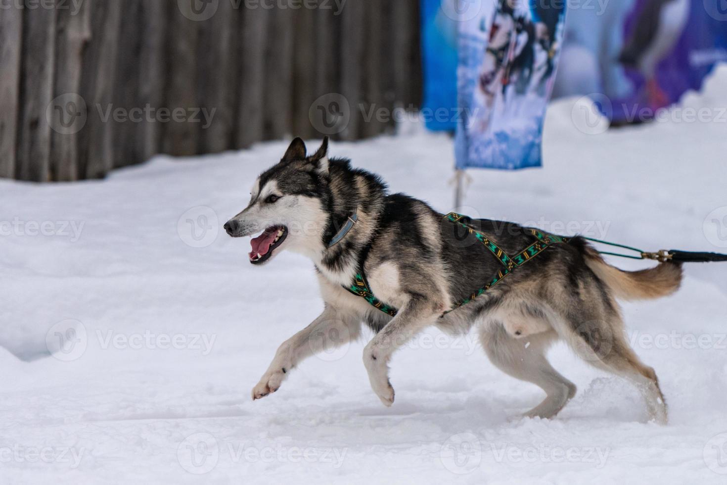 Sled dog racing. Husky sled dogs team in harness run and pull dog driver. Winter sport championship competition. photo