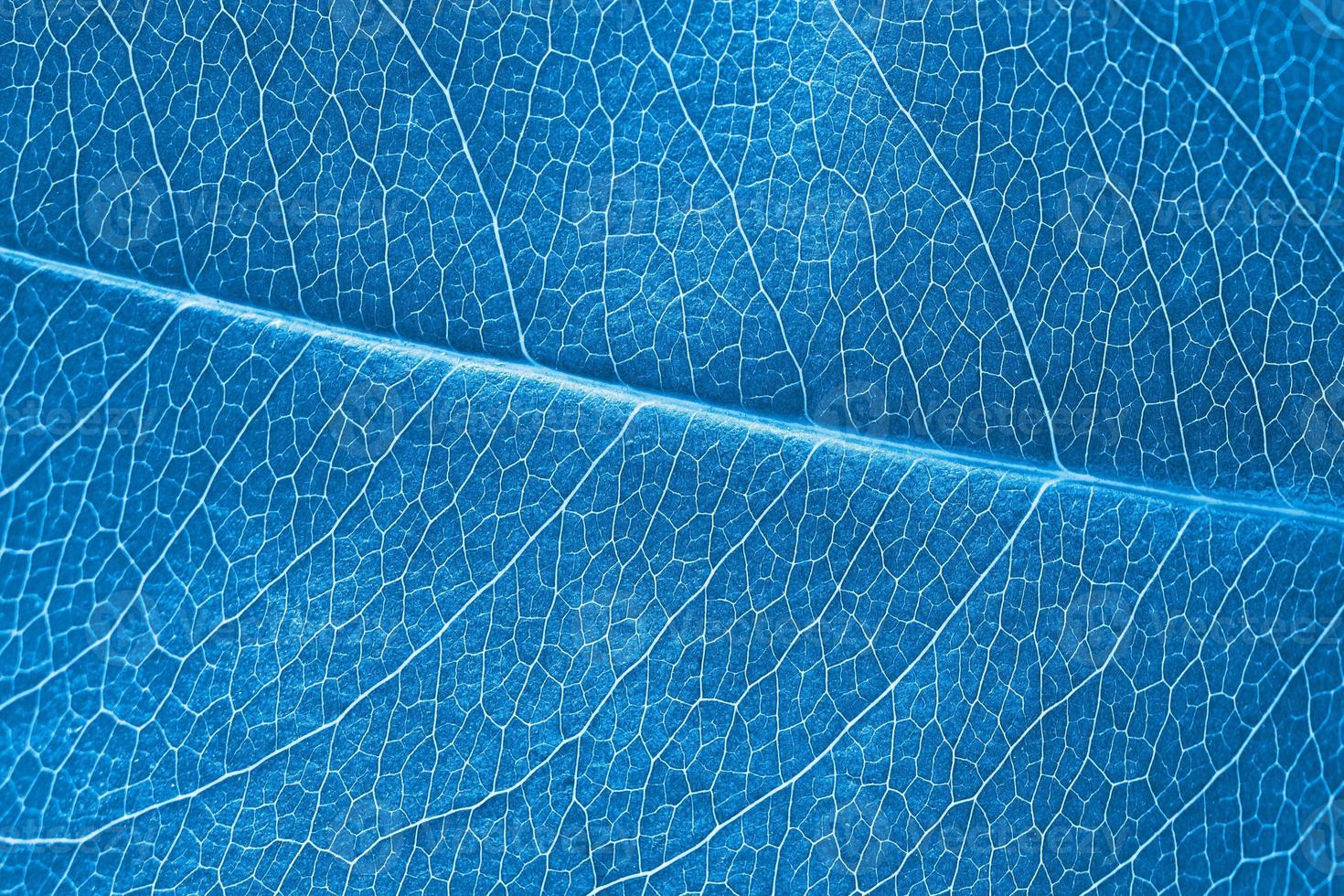 Macro leaf texture blue colorized with beautiful relief facture of plant, close up macro photo