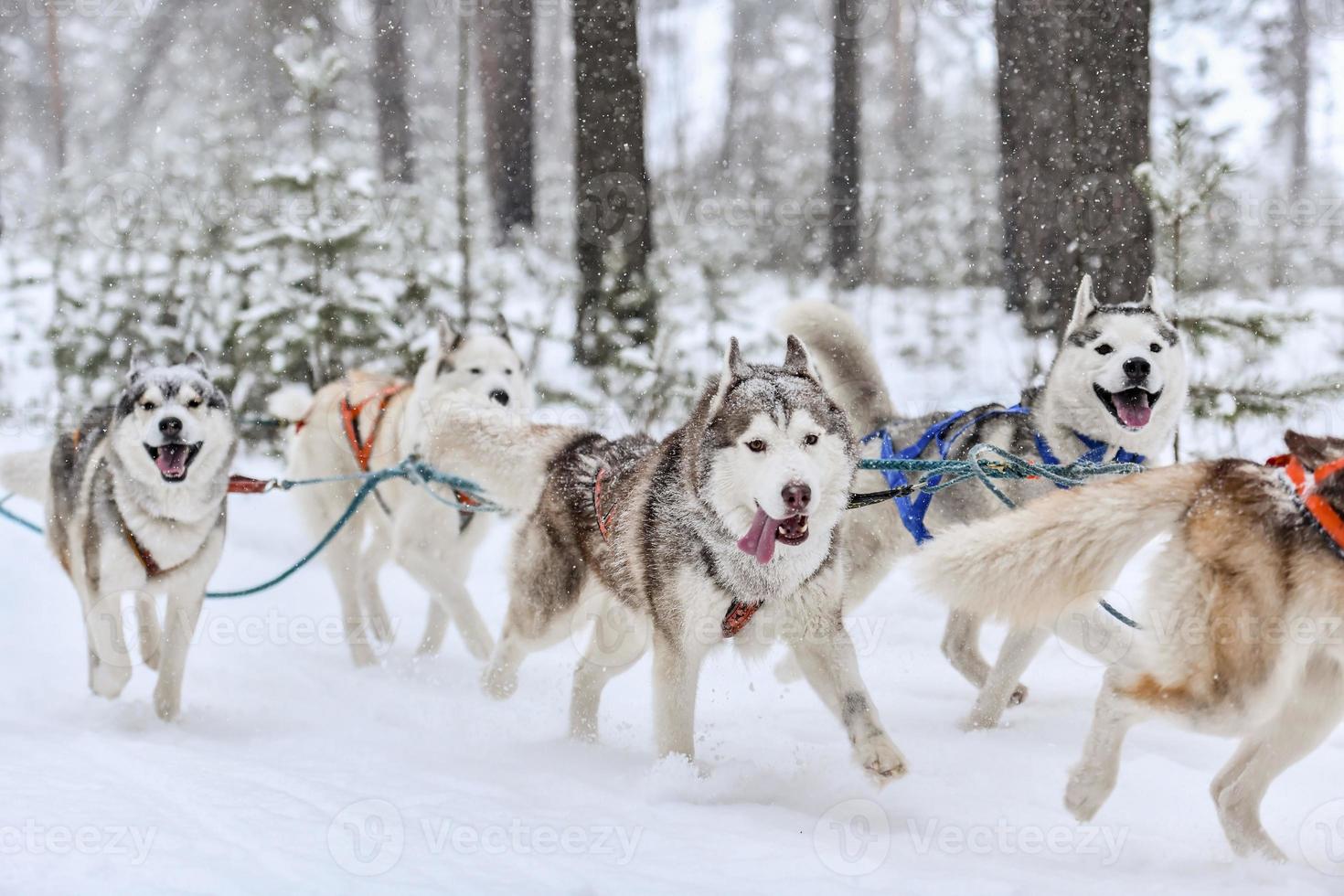 Husky sled dog running photo