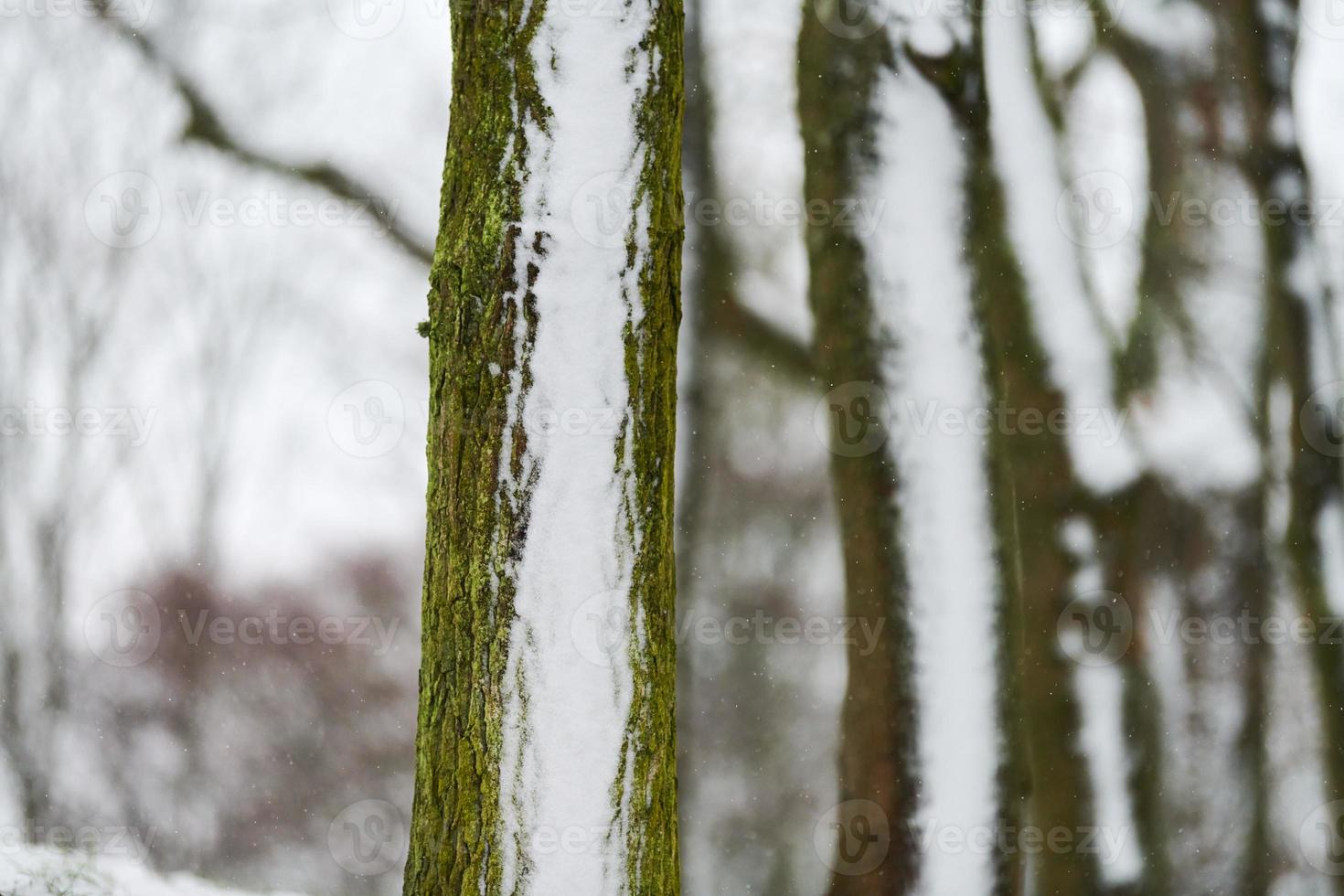 Tree trunks covered with snow, winter landscape, copy space photo