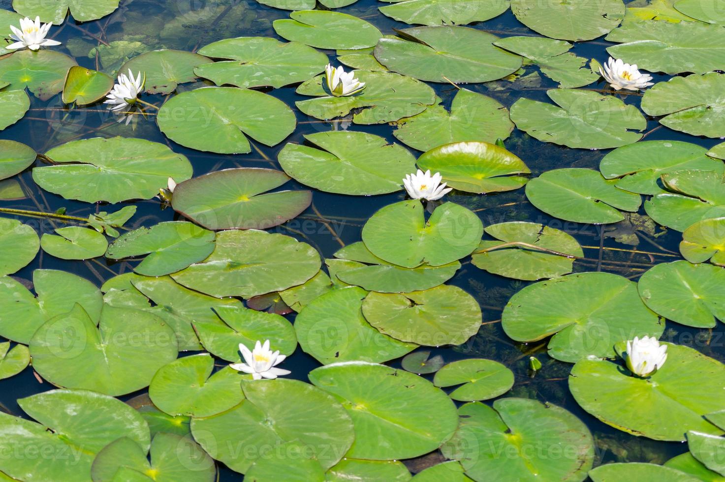 Water lily flower in river. National symbol of Bangladesh. Beautiful white lotus with yellow pollen. photo