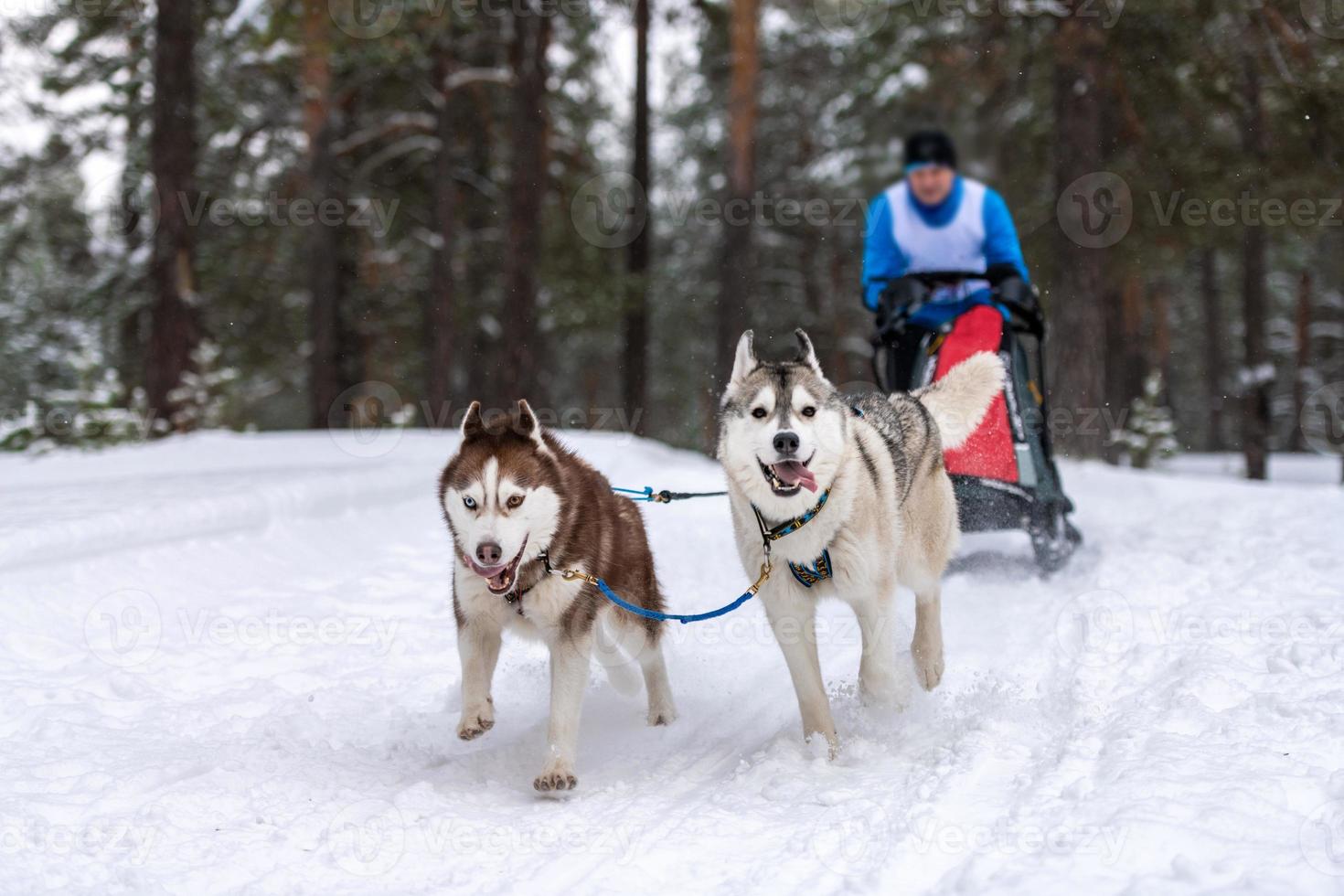 Sled dog racing. Husky sled dogs team pull a sled with dog musher. Winter competition. photo
