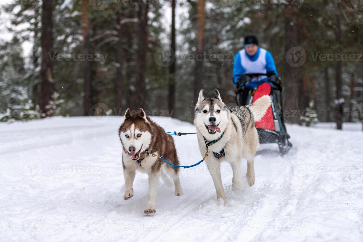 carreras de perros de trineo. El equipo de perros de trineo husky tira de un trineo con un musher de perros. competición de invierno. foto