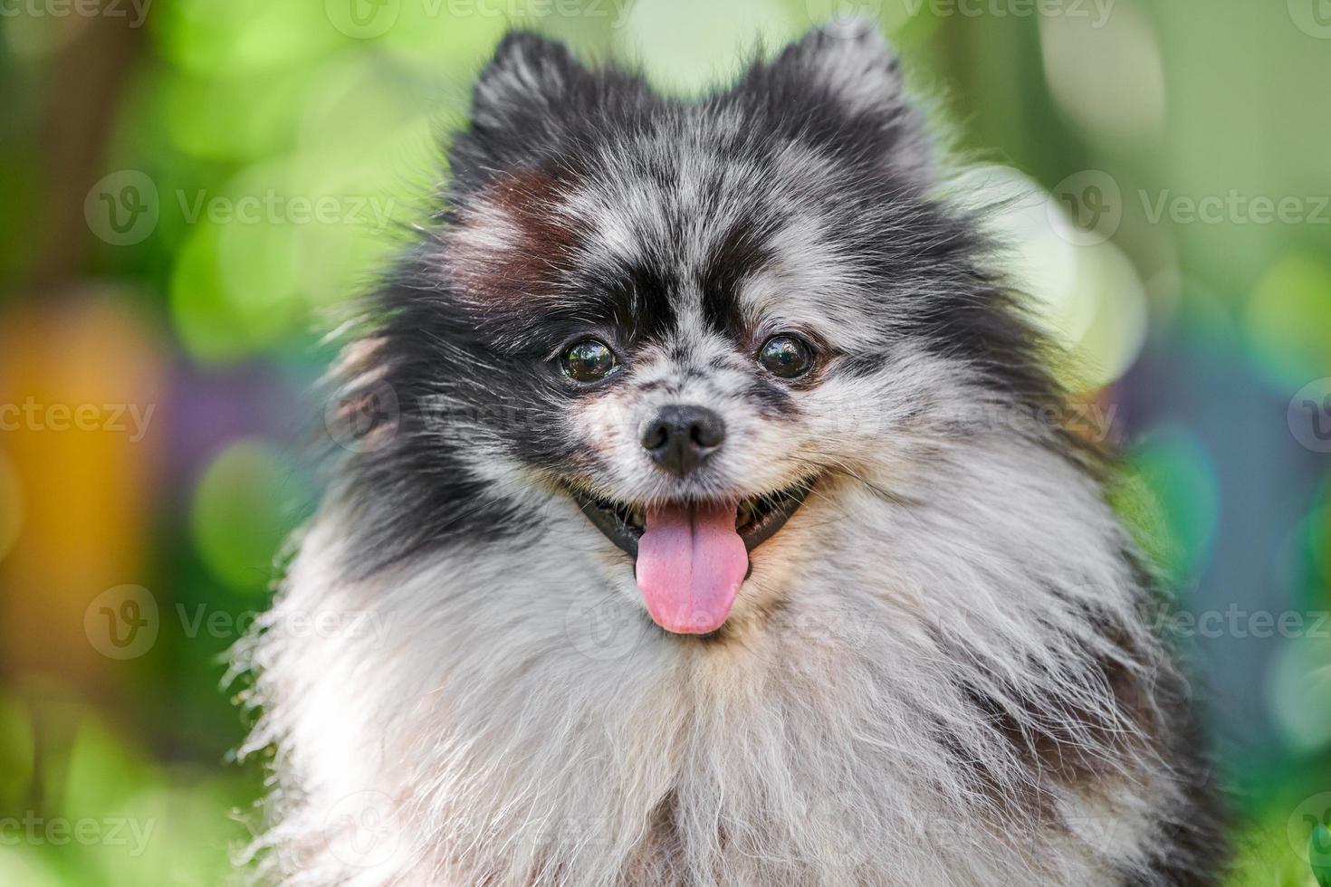 Pomeranian Spitz dog close up portrait, green garden background photo