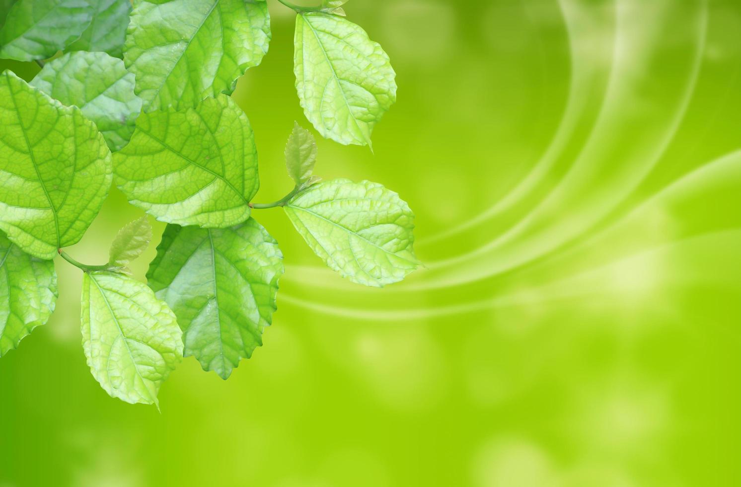 Green spring leaves photo
