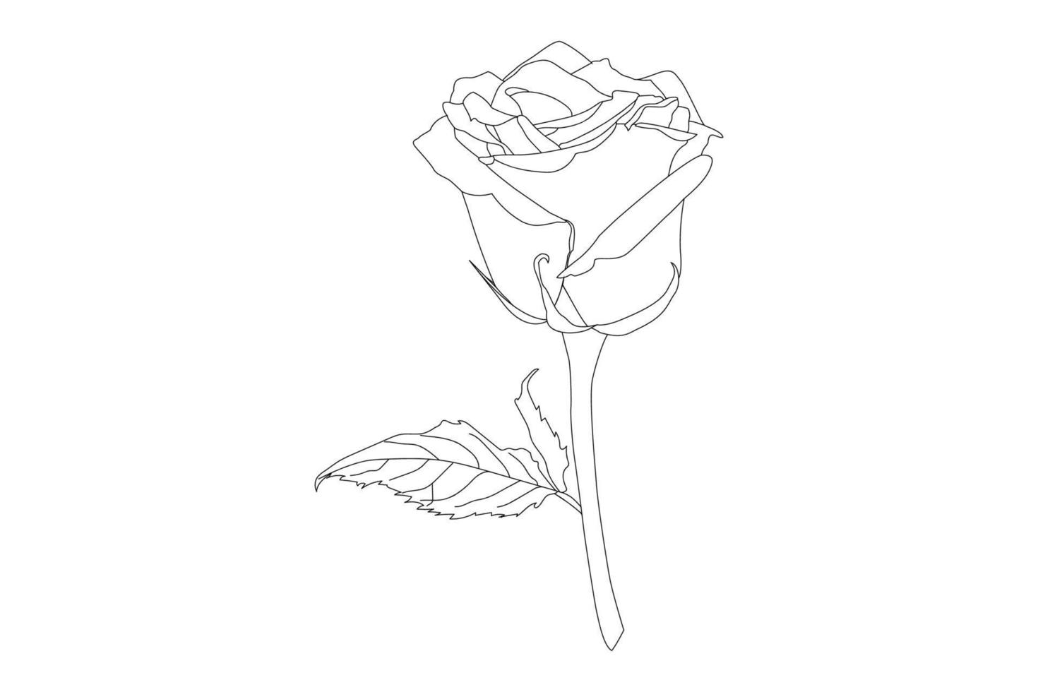 rose flowers drawing with line-art on white backgrounds. Vector outline flowers. Line art coloring page with roses and leaves