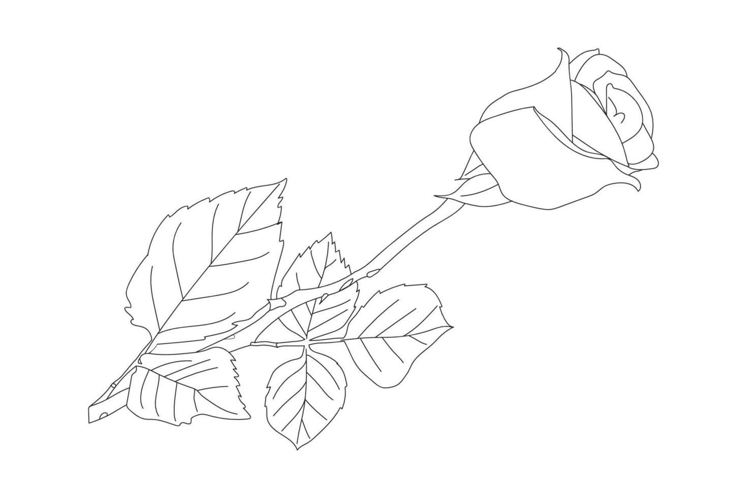 rose flowers drawing with line-art on white backgrounds. Vector outline flowers. Line art coloring page with roses and leaves