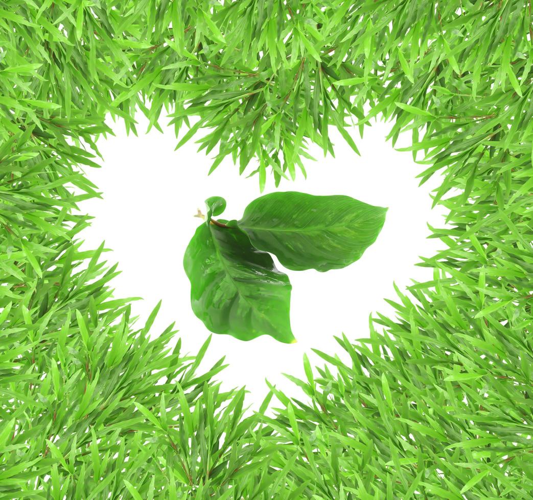 isolated green heart grass photo frame with leaves.