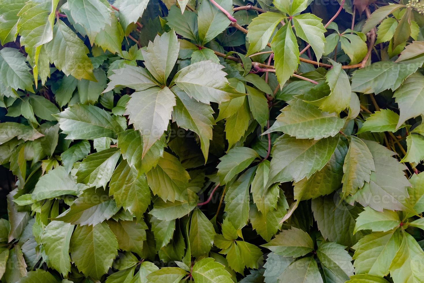 background of plants, large grape leaf photo