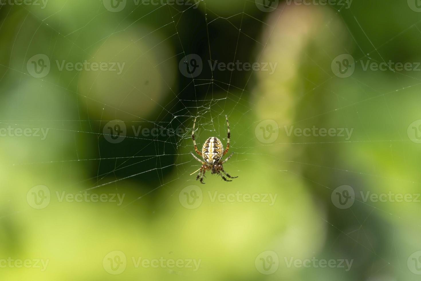 spider building spiderweb with green and beautiful bokeh, guadalajara, jalisco photo