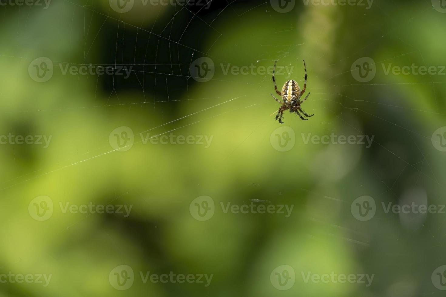 spider building spiderweb with green and beautiful bokeh, guadalajara, jalisco photo