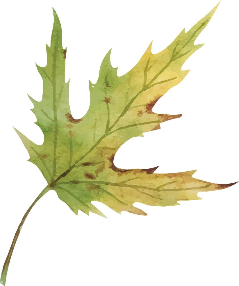 Watercolor autumn leaf vector