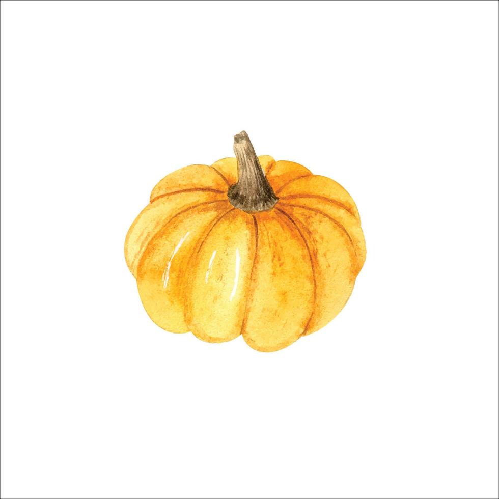 Watercolor orange pumpkin vector