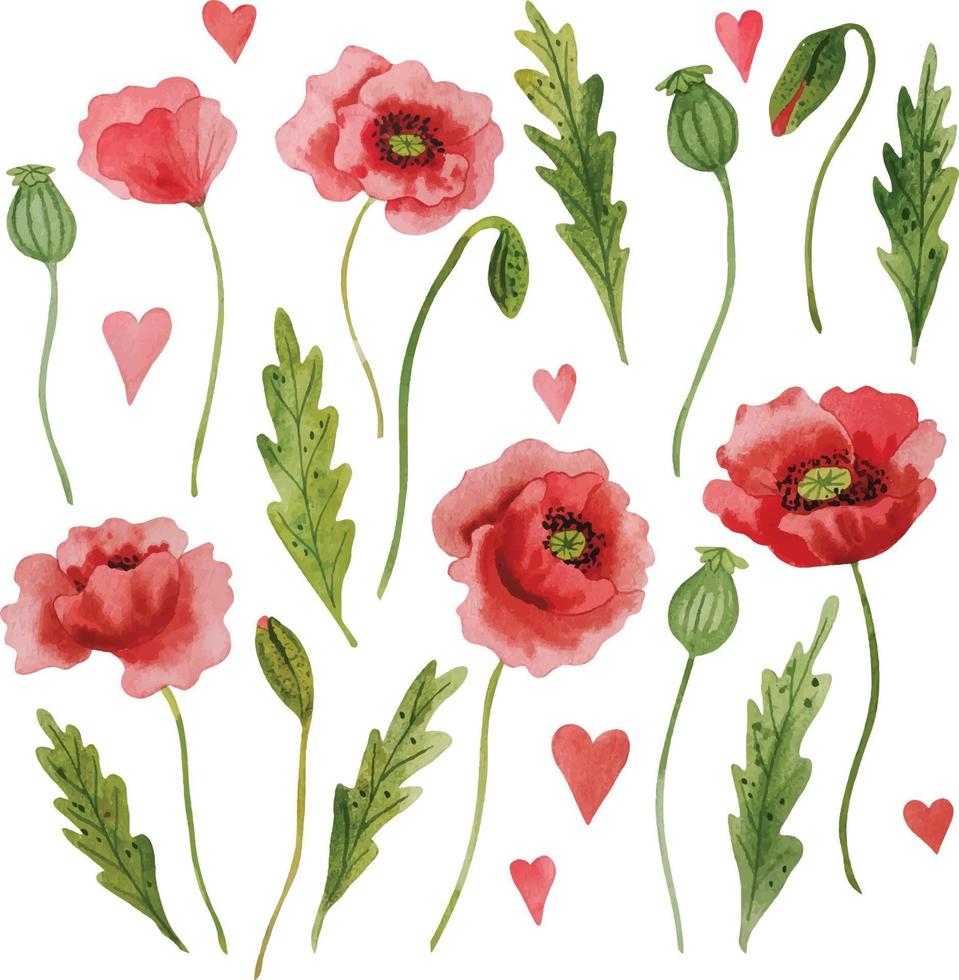 Watercolor red poppies handdrawn clipart vector