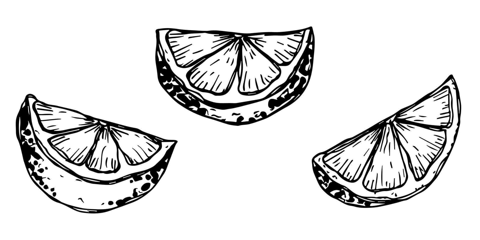 Vector lemon clipart. Hand drawn citrus set. Fruit illustration. For print, web, design, decor