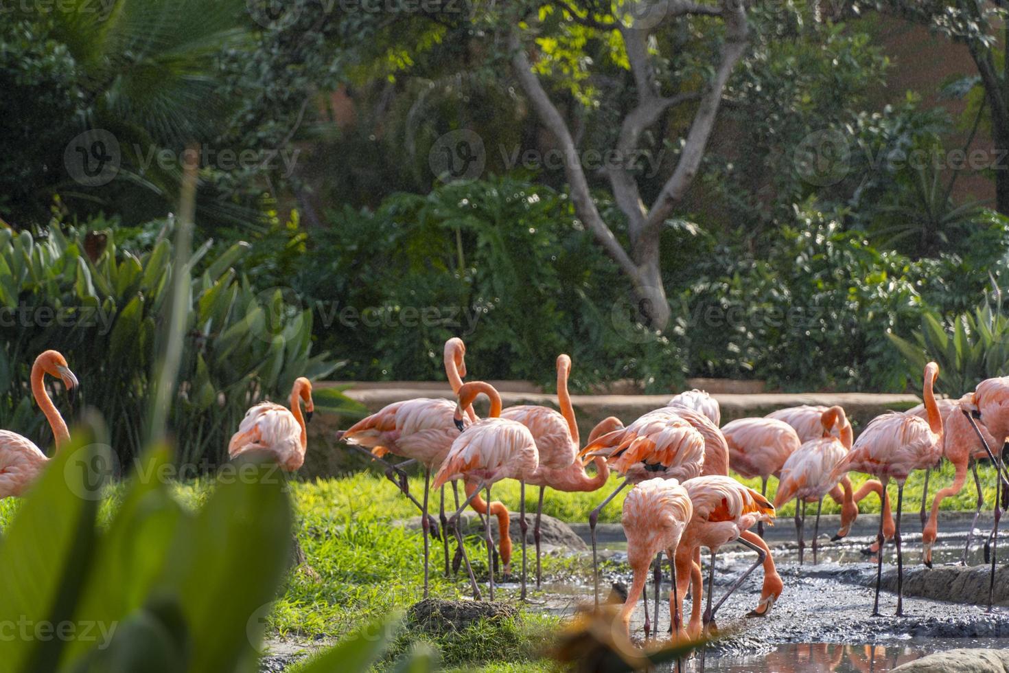 Phoenicopterus ruber pink flamingos in a fountain, water falling from above, vegetation in the foreground, mexico photo