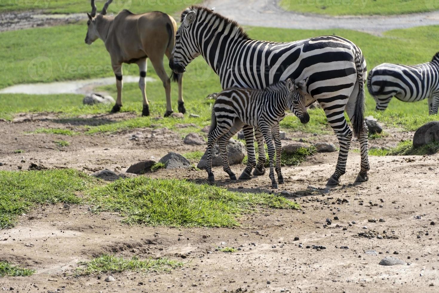 Equus quagga zebra and baby zebra, around antelope, baby zebra is feeding, african animals. Mexico, photo