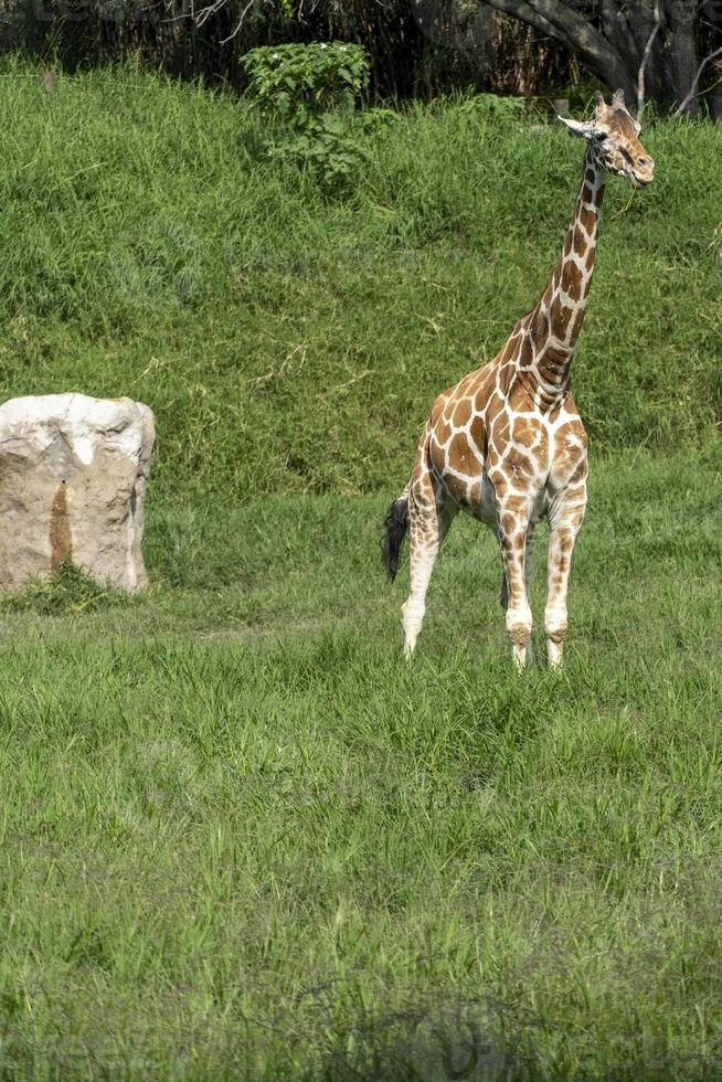 Giraffa camelopardalis reticulata giraffe standing looking for food in a green field full of vegetation, mexico, photo