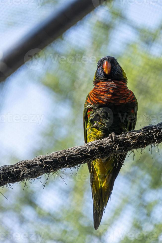 Trichoglossus haematodus haematodus rainbow lori, a bird that has a very beautiful color combination mexico photo