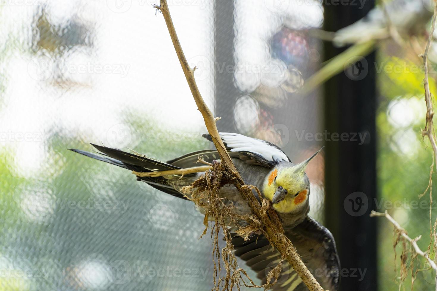 Nymphicus hollandicus, colorful bird with bokeh in the background, yellow and gray nymph, aver beautiful singing, mexico photo