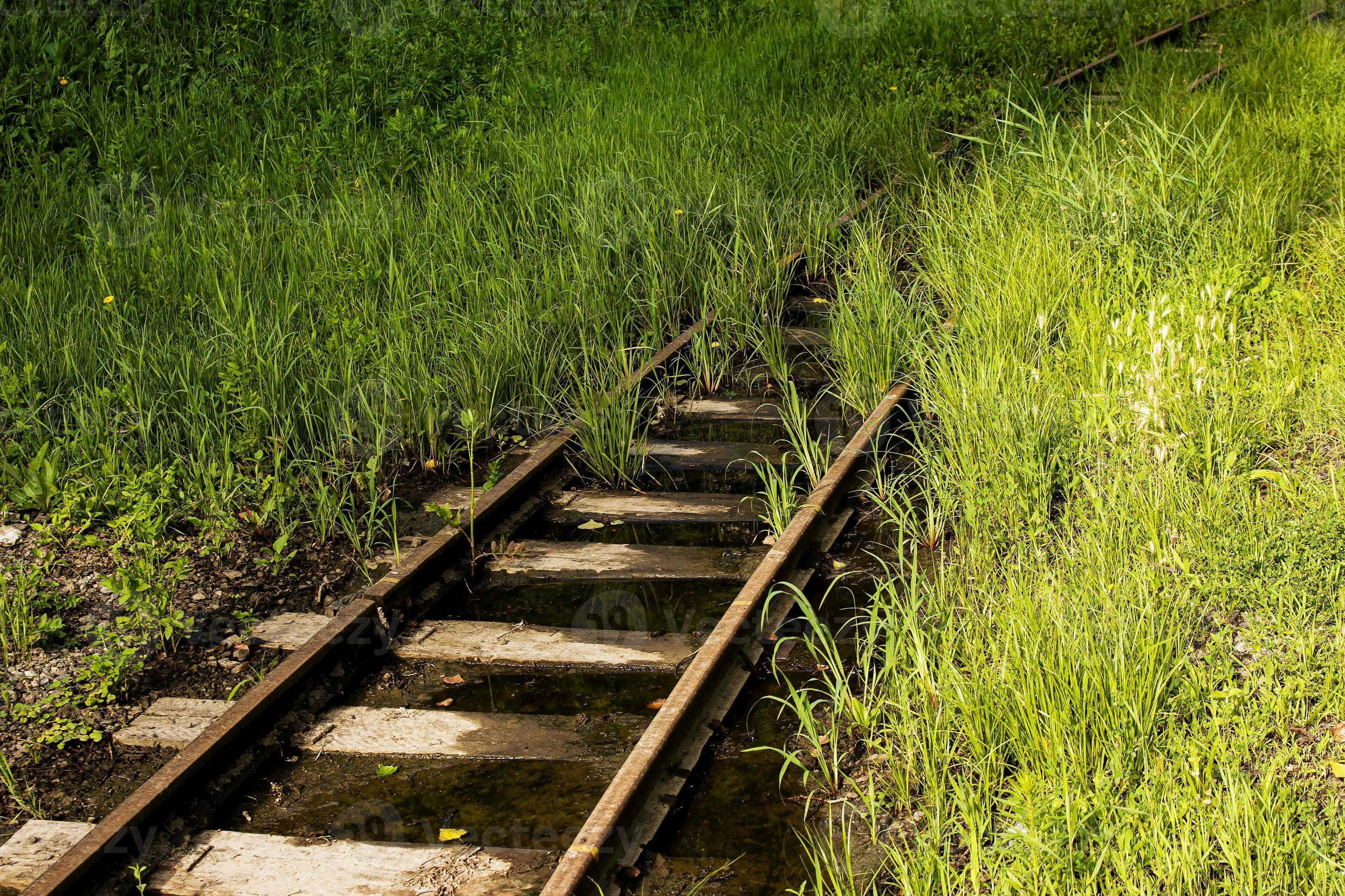 The railroad tracks are flooded with water and overgrown with grass