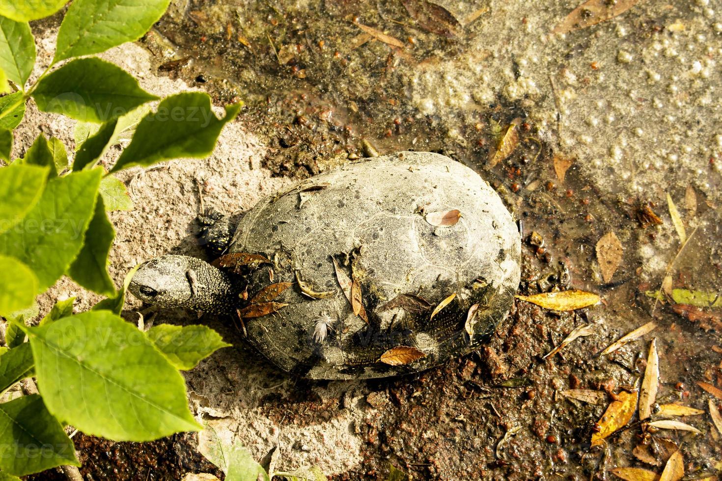 Common river turtle in habitat. Polluted reservoir. Ecological problems. photo