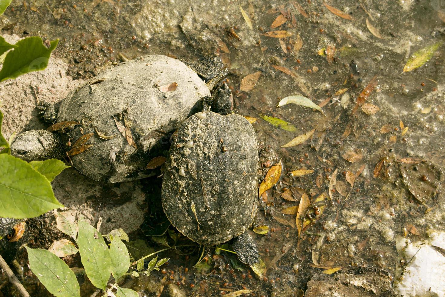 Common river turtle in habitat. Polluted reservoir. Ecological problems. photo