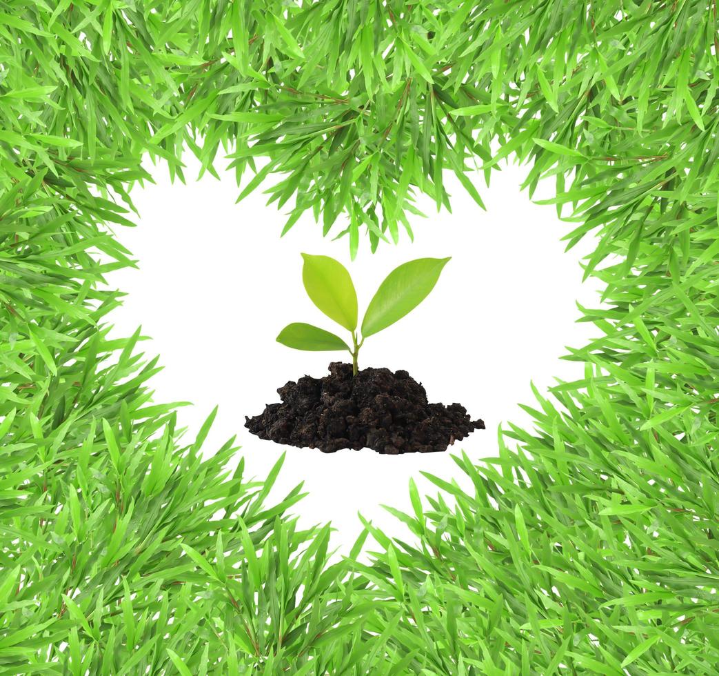 isolated green heart grass photo frame with plant growth.