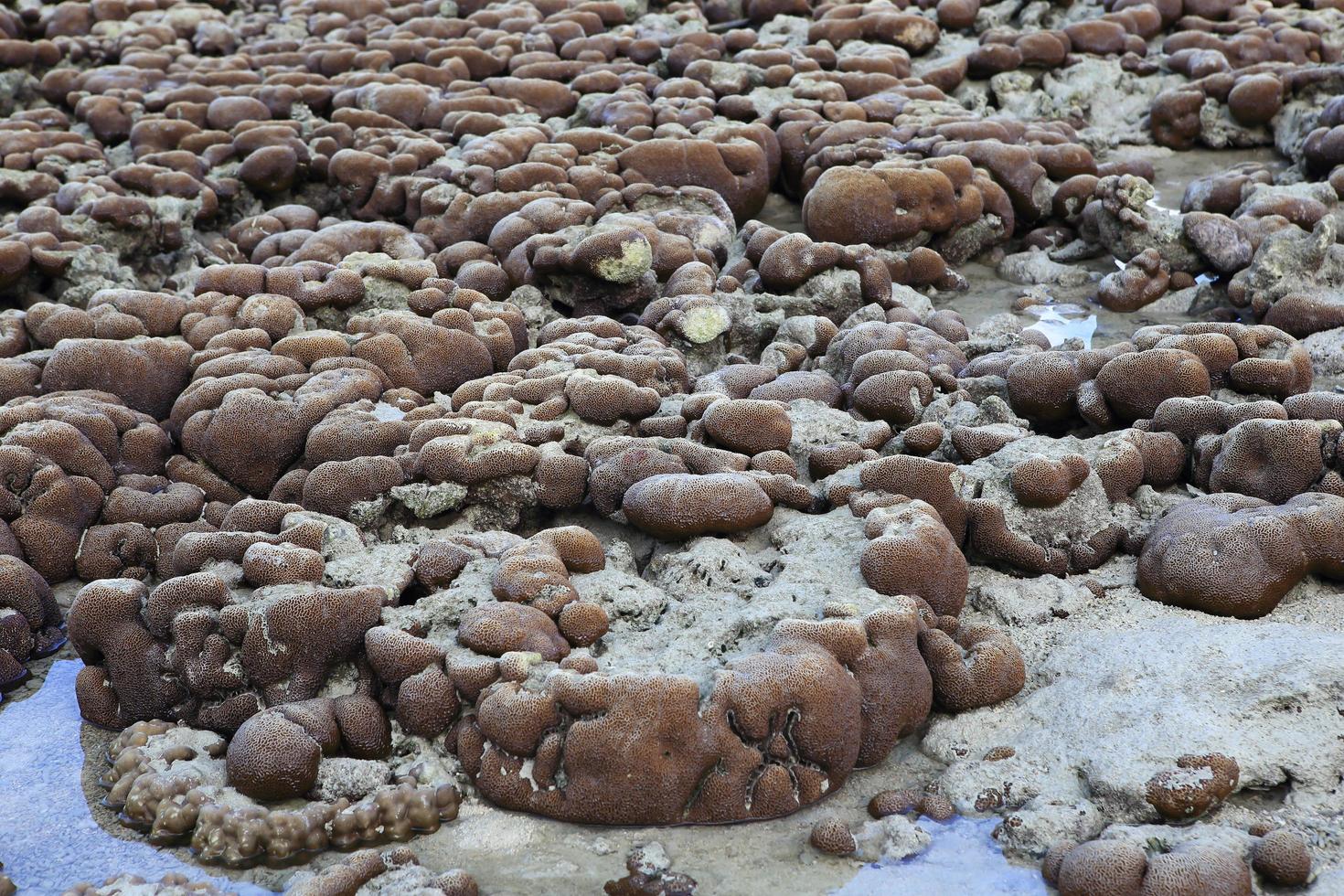 Corals in shallow waters during low tide photo