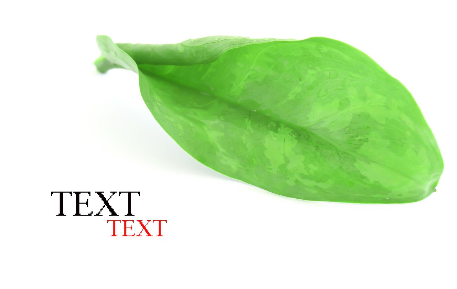 green leaf with water drops photo