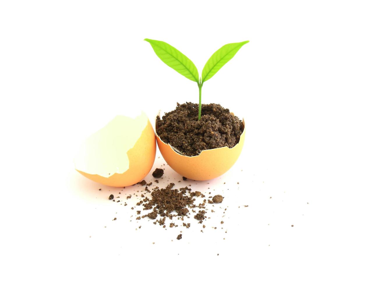 growing green plant in egg shell on white background photo