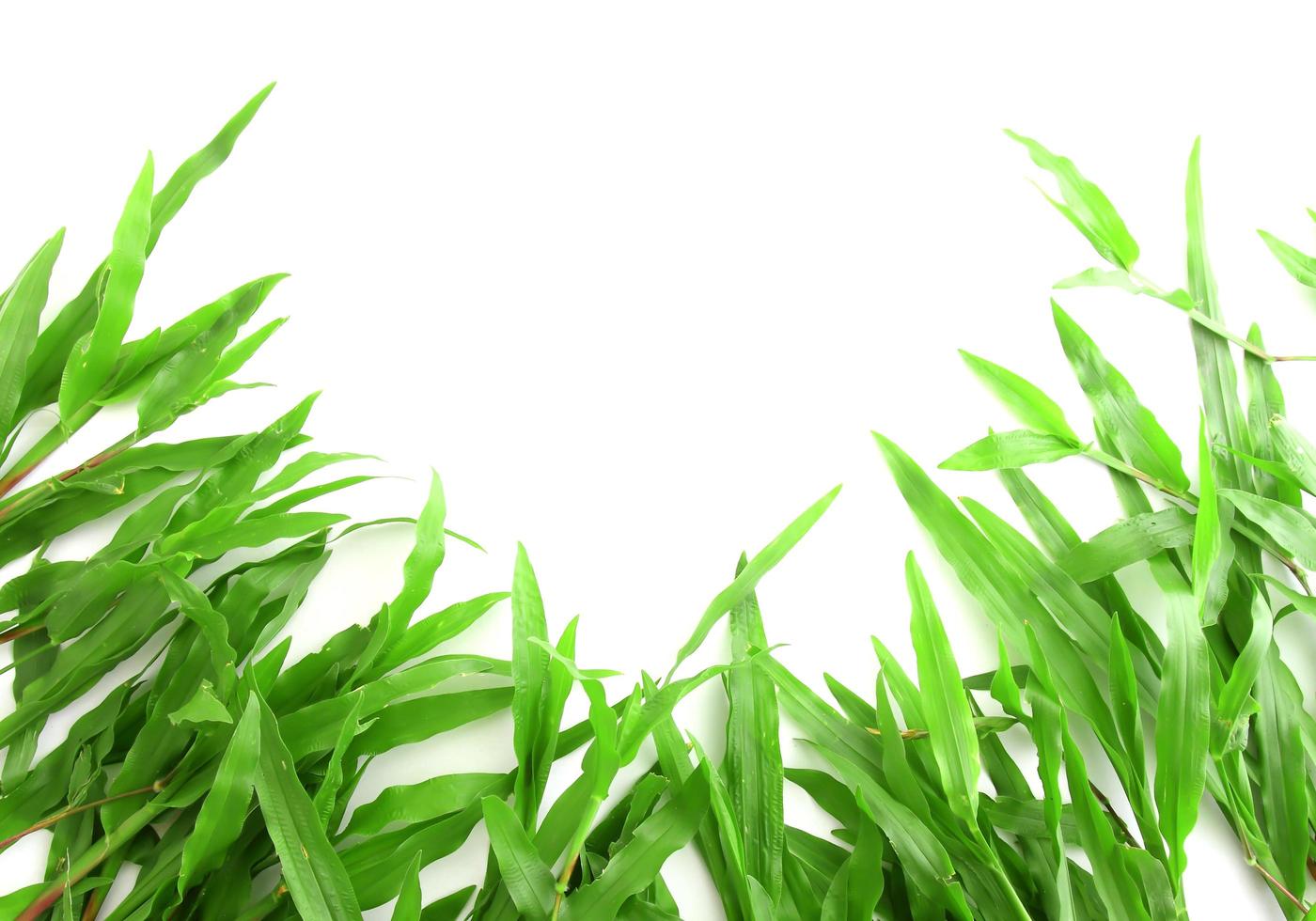 Grass frame with space for text photo