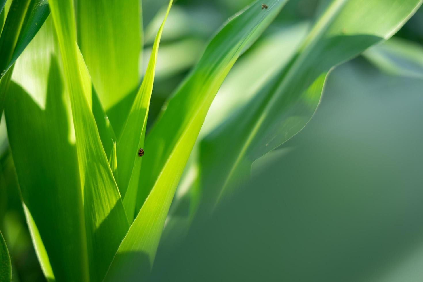 corn crop background for the theme of agriculture and food industry photo