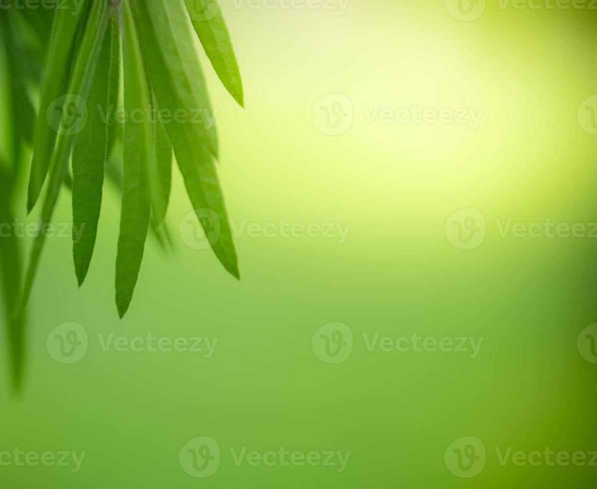 Close up fresh nature view of green leaf on blurred greenery background in garden. Natural green leaves plants used as spring background cover page greenery environment ecology lime green wallpaper photo