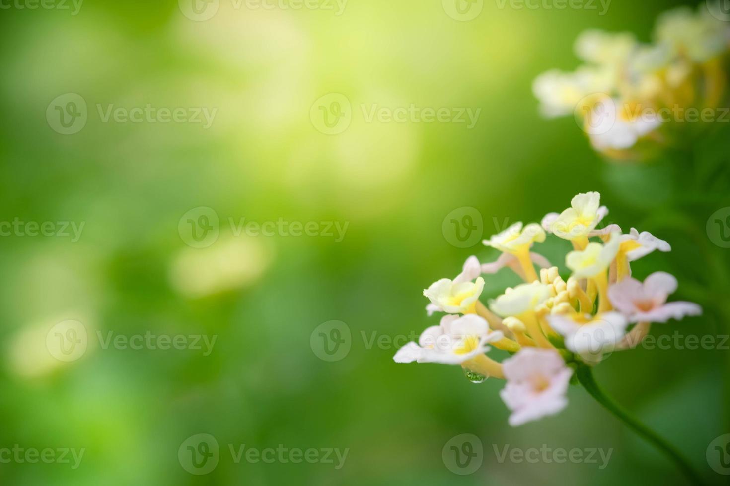 Close up Nature of flower in garden view of green leaf on blurred background in garden. Natural green leaves plants used as spring cover page greenery environment ecology lime green wallpaper photo